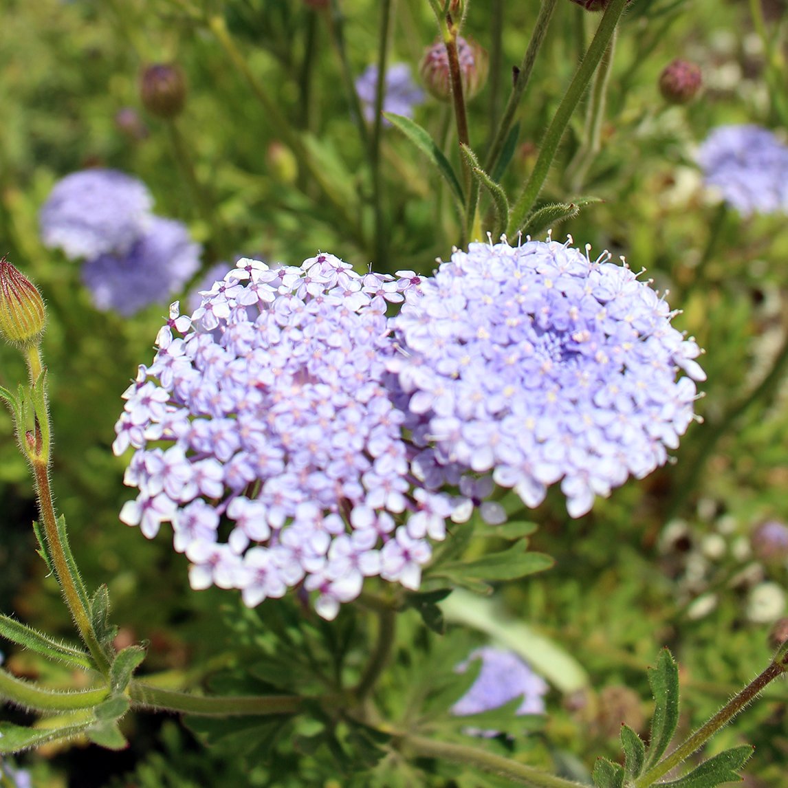 Blue Lace Flower