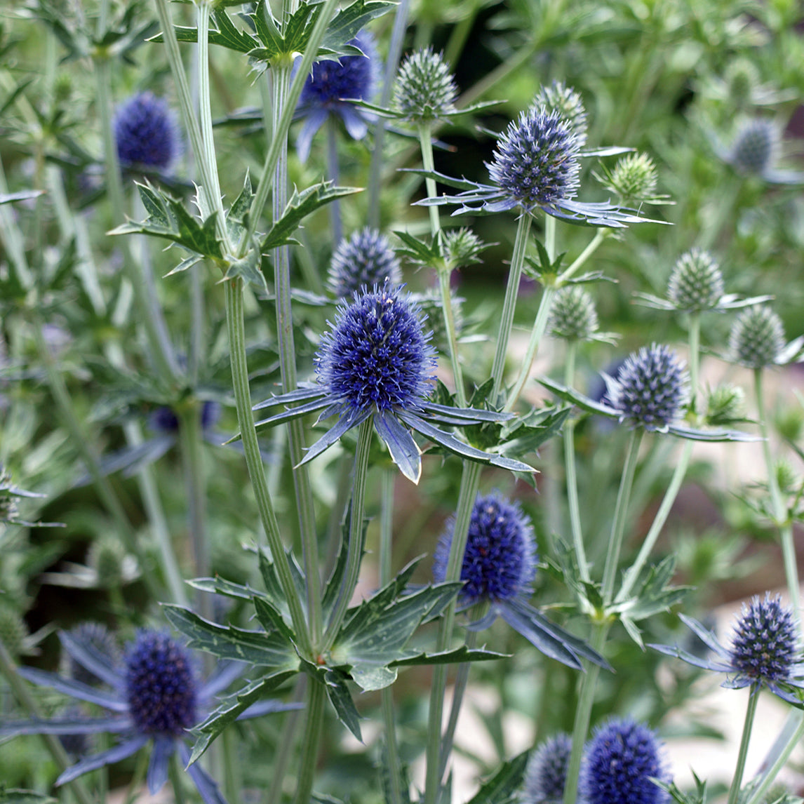 Blue Sea Holly