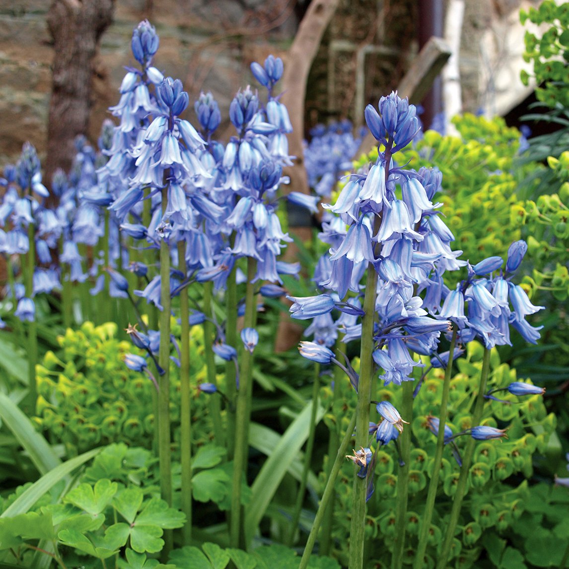 Bluebells