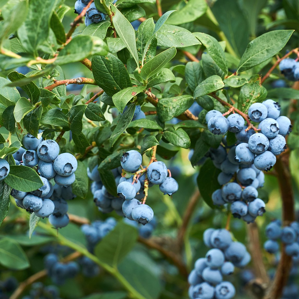 Blueberry 'Powder Blue'