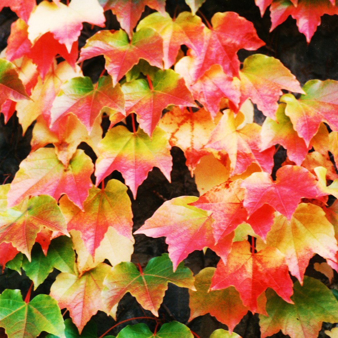 Boston Ivy