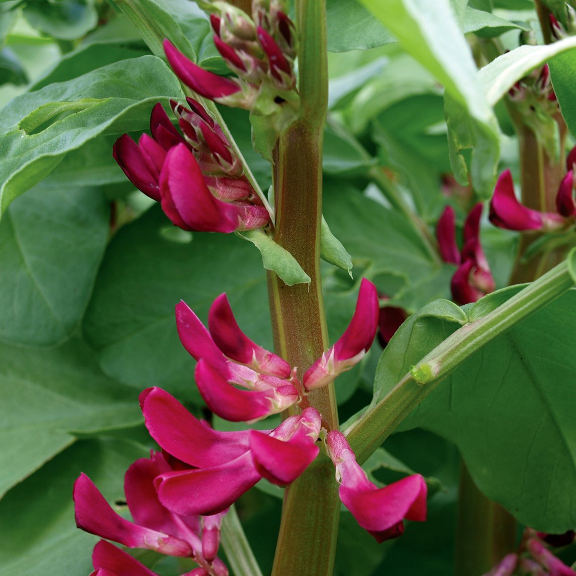Broad Bean 'Crimson Flowered' (Organic)