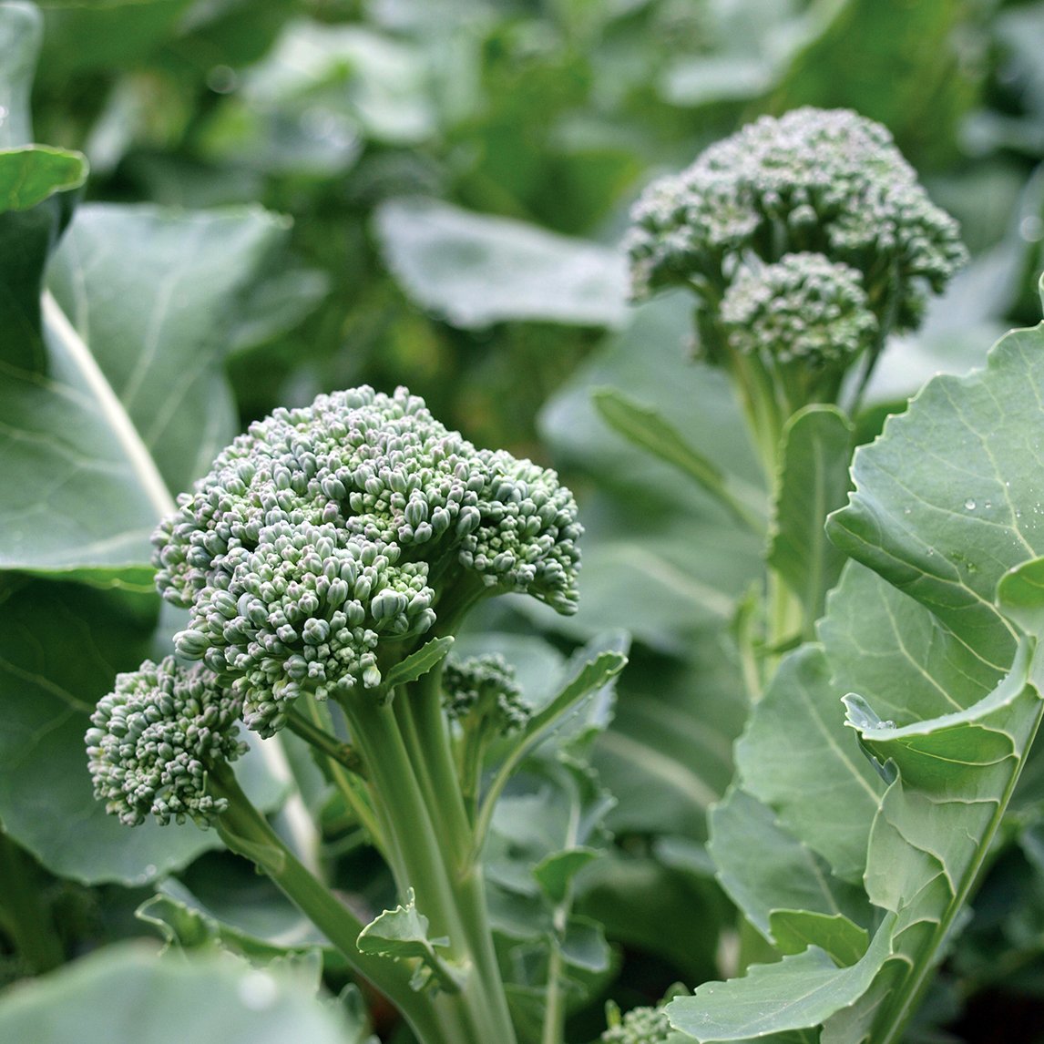 Broccoli &#39;De Cicco&#39; (Organic)