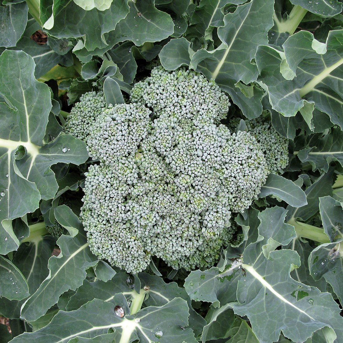 Broccoli 'Waltham' (Organic)