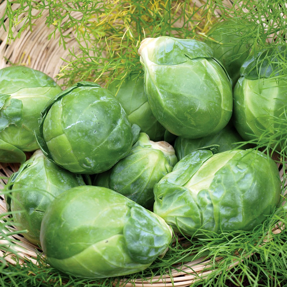 Brussels Sprout 'Long Island'