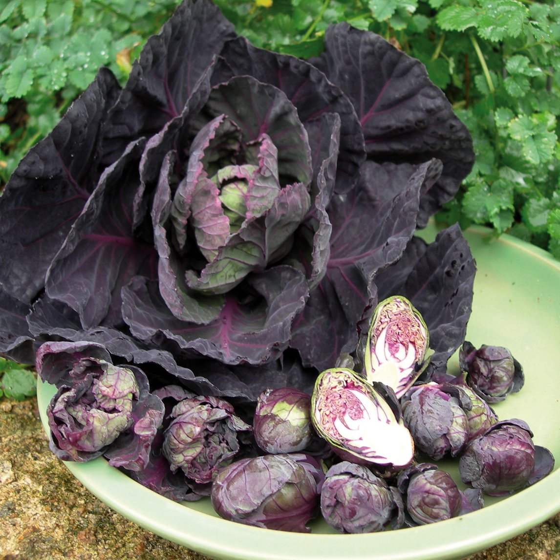 Brussels Sprout 'Red Rubine'