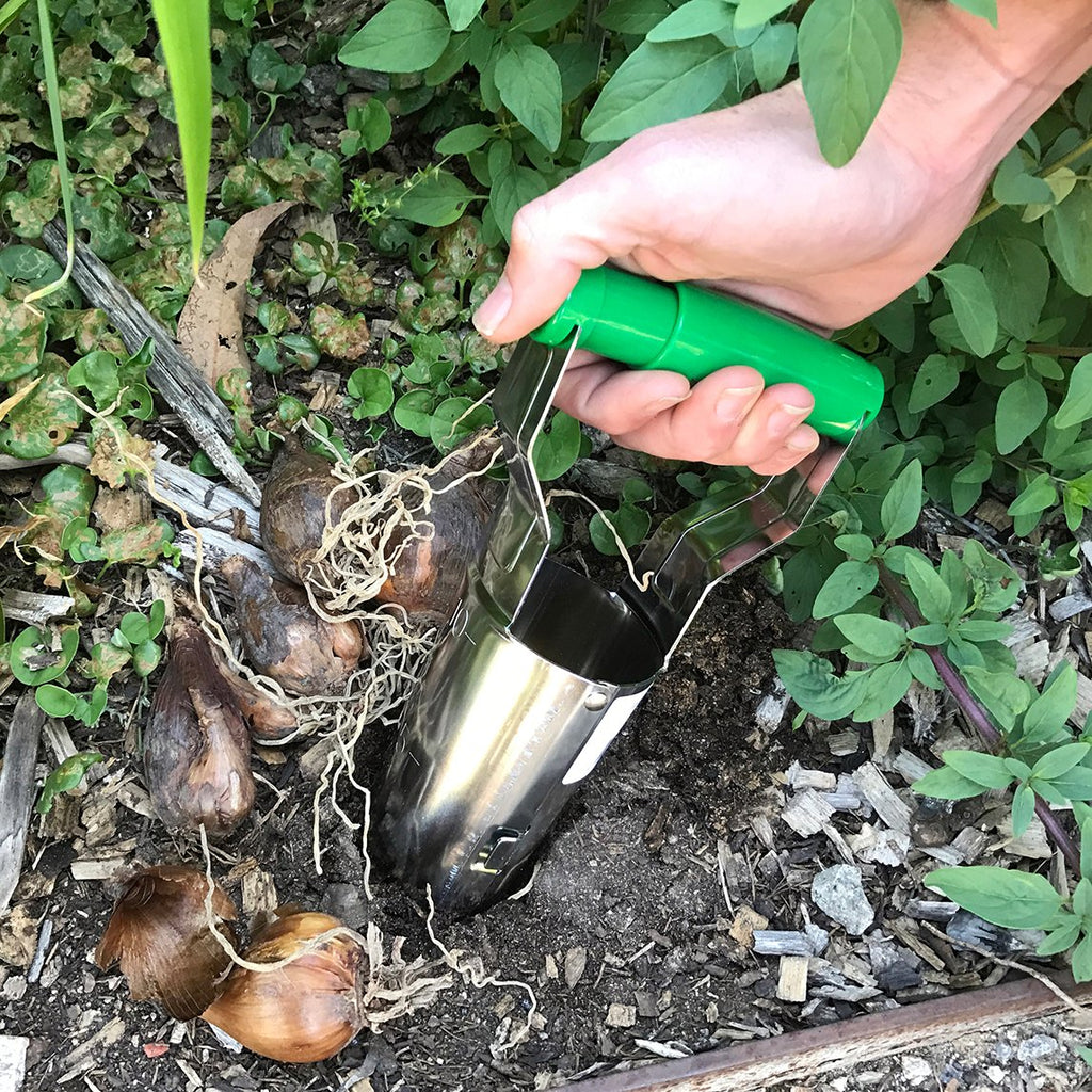 Tulip sales bulb planter