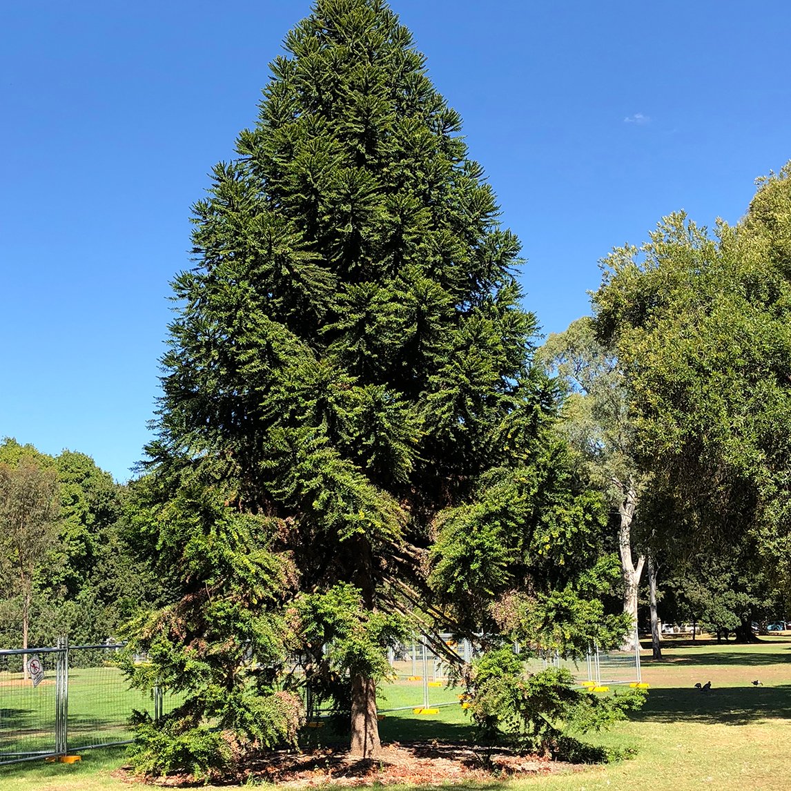 Bunya Pine