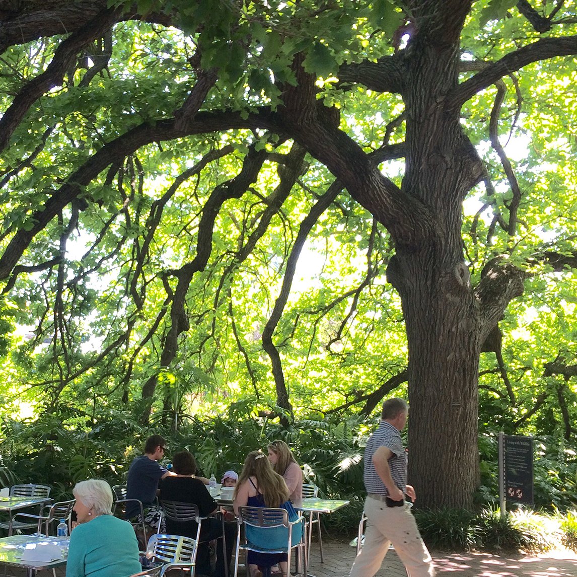 Bur Oak