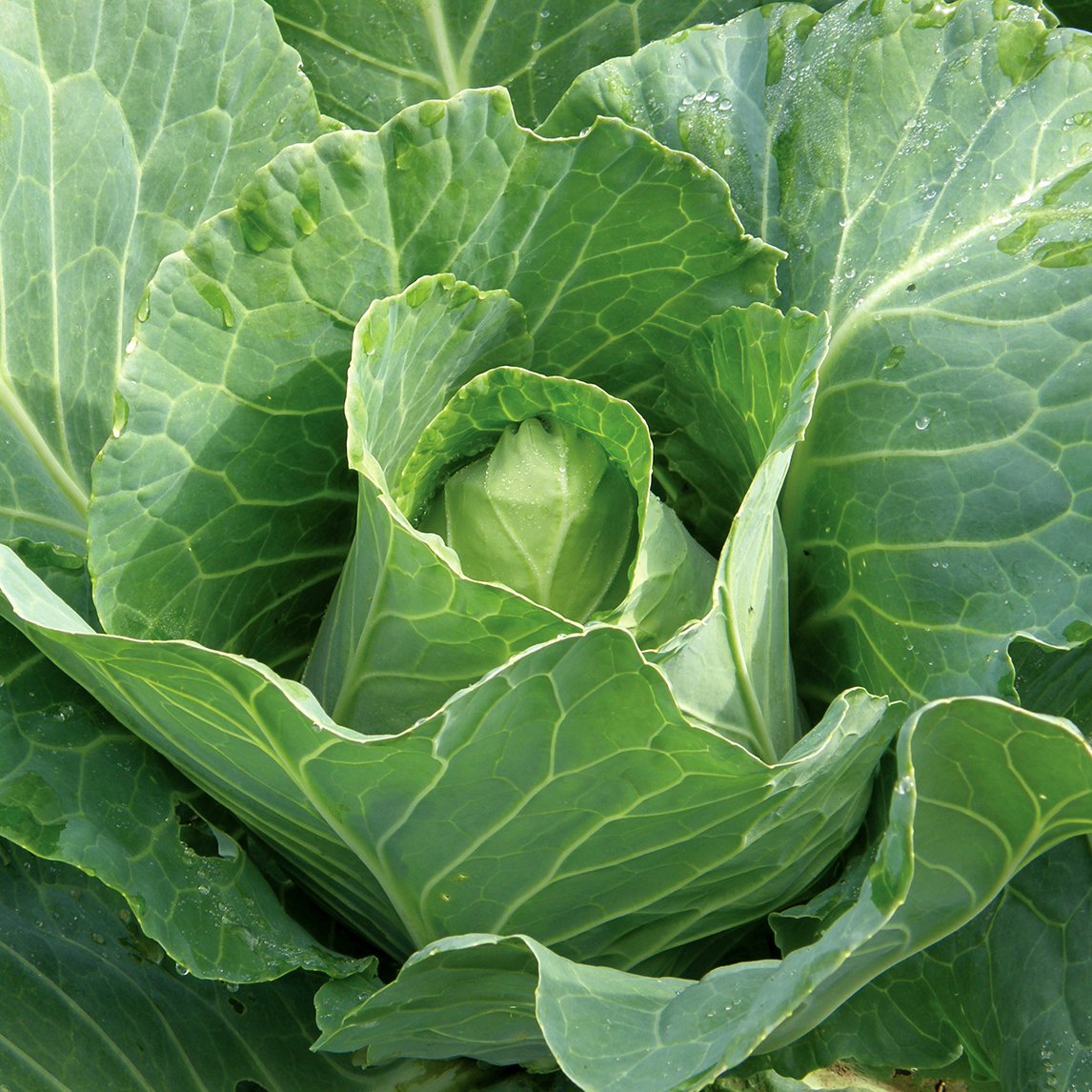 Cabbage 'Early Jersey Wakefield'
