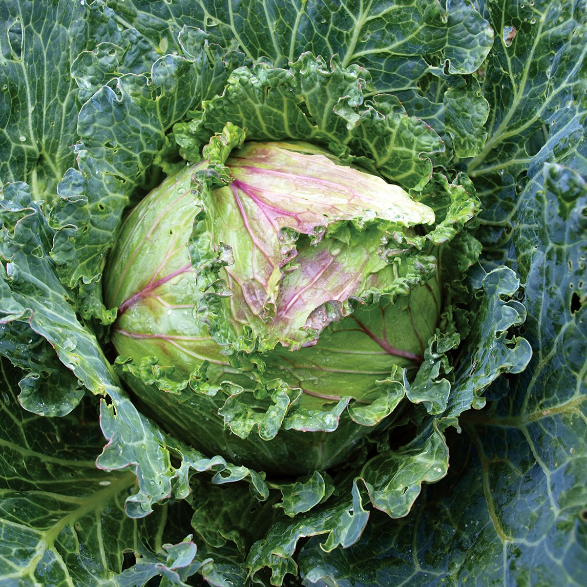 Cabbage &#39;January King&#39;