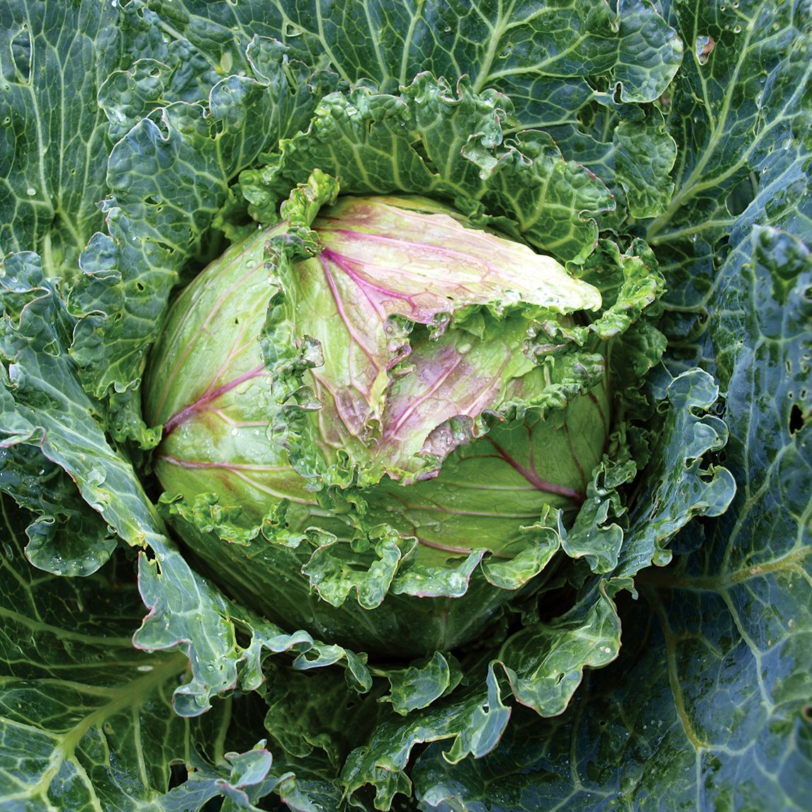 April Cubbage Cabbage - The Diggers Club