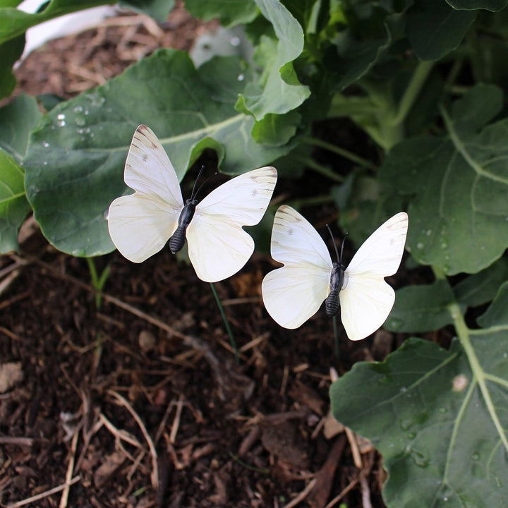 Cabbage White Butterfly