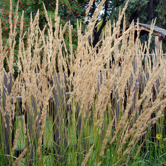 Calamagrostis 'Karl Foerster'
