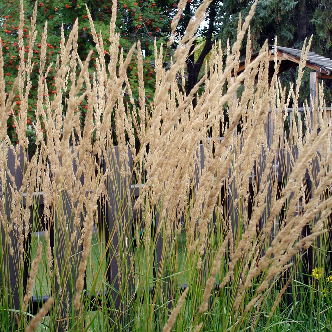 Calamagrostis 'Karl Foerster'