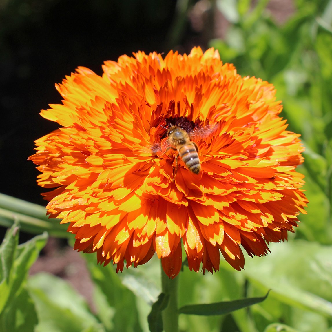 Calendula ‘Double Red’
