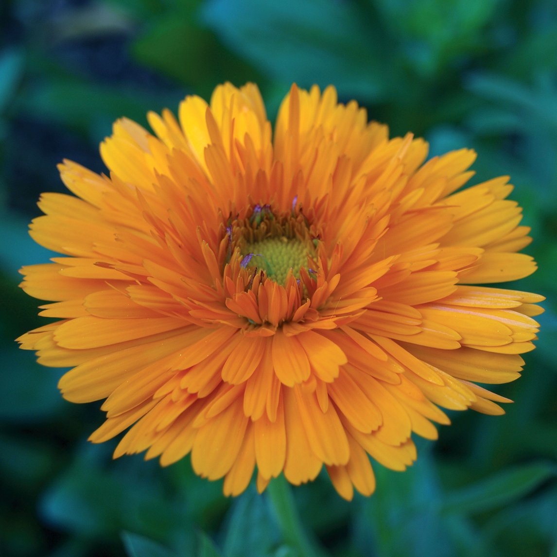 Calendula &#39;Green Heart Orange&#39;