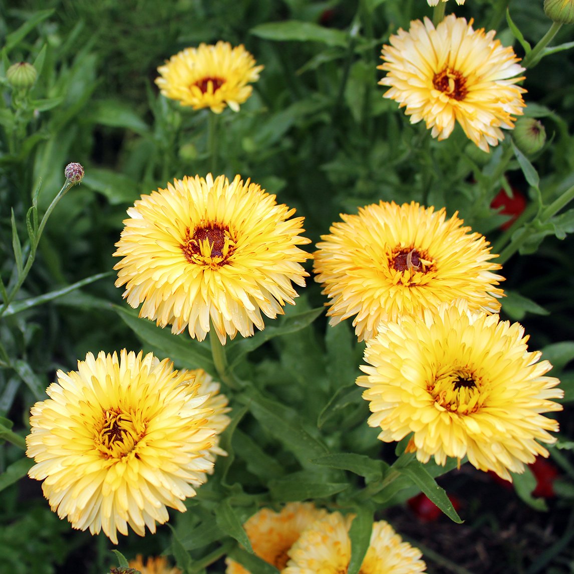 Calendula 'Pacific Apricot'