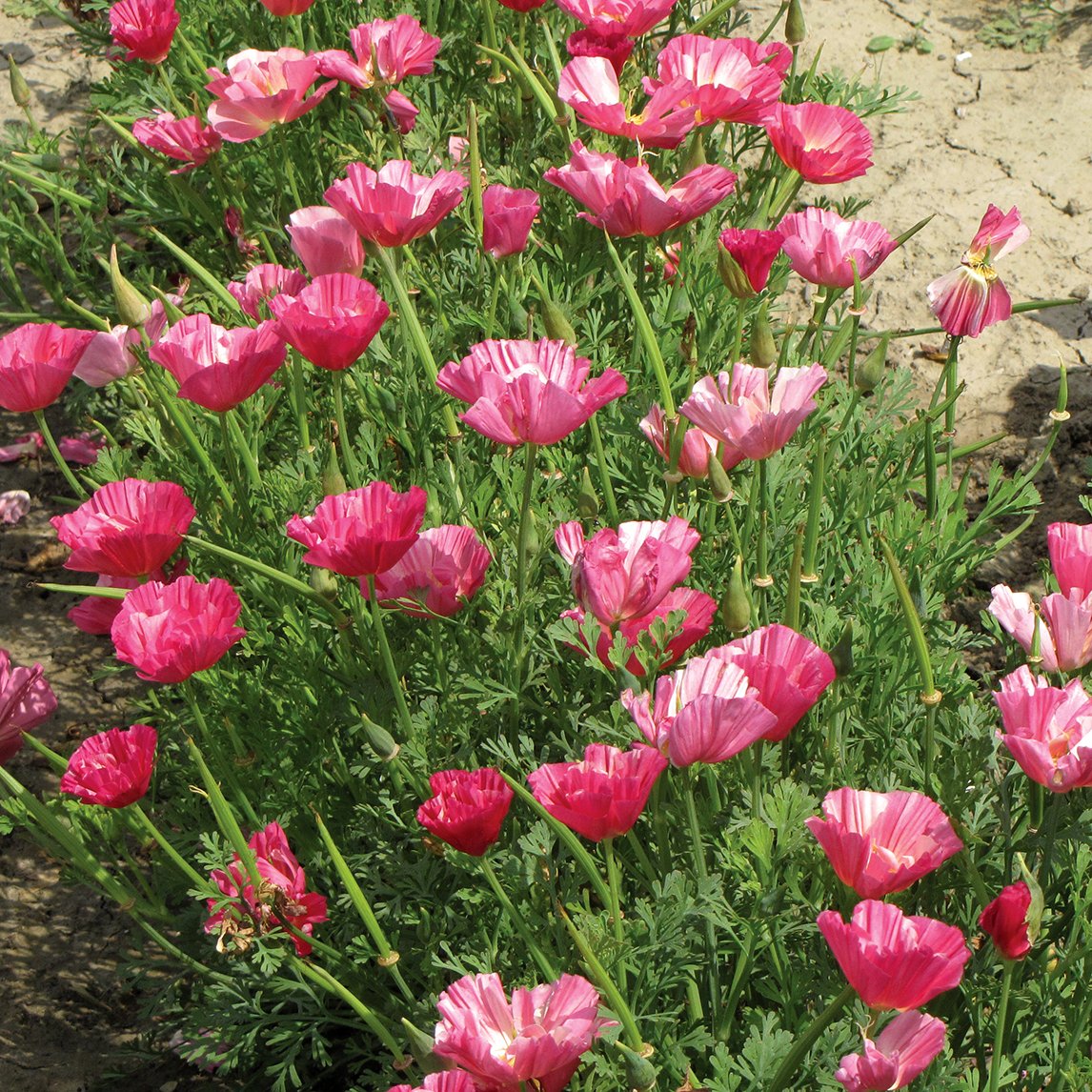 Californian Poppy 'Champagne And Roses'