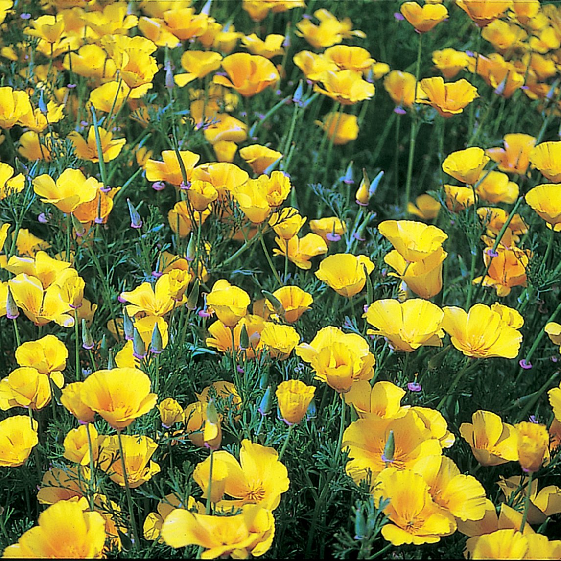 Californian Poppy &#39;Golden West&#39;