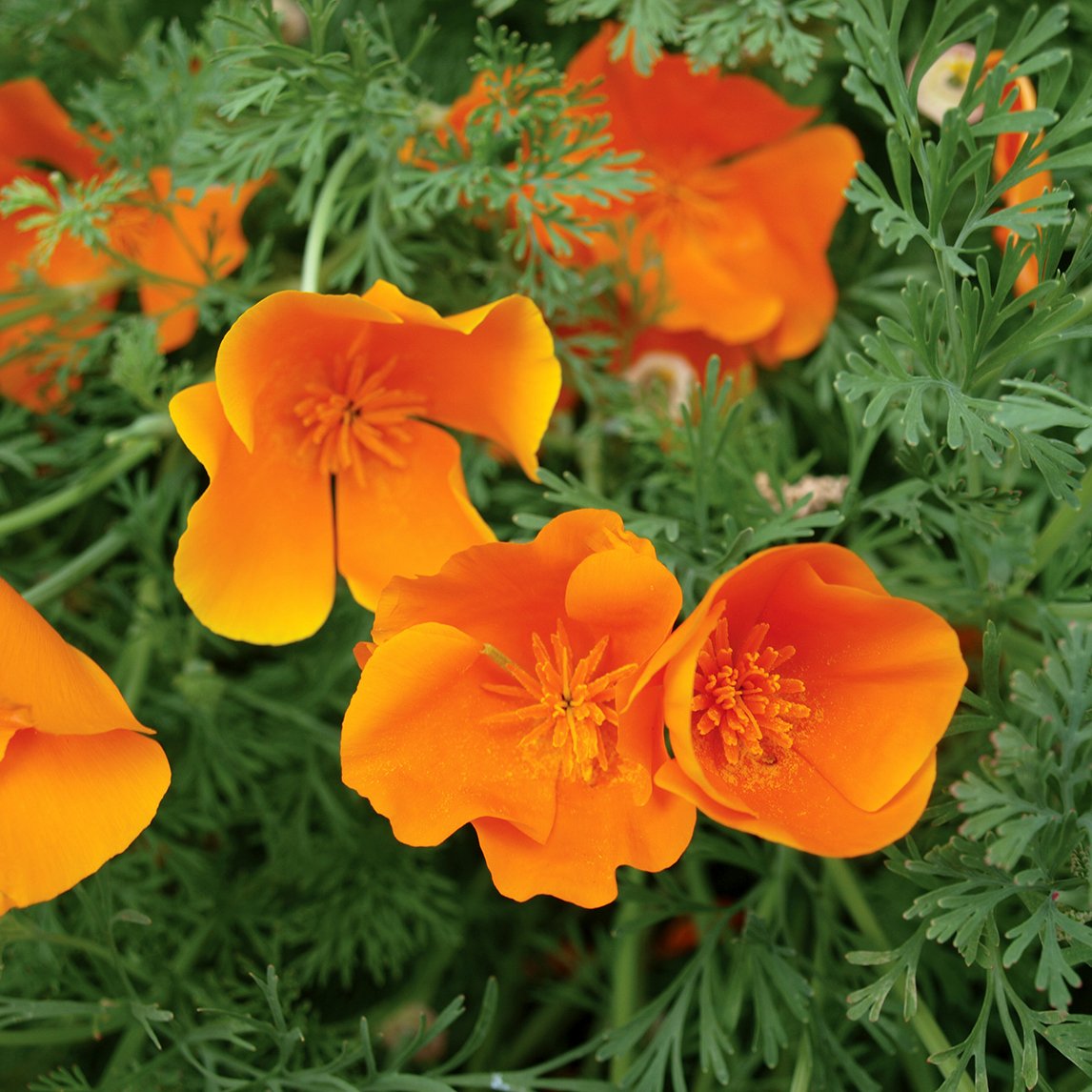 Californian &#39;Poppy Orange&#39;