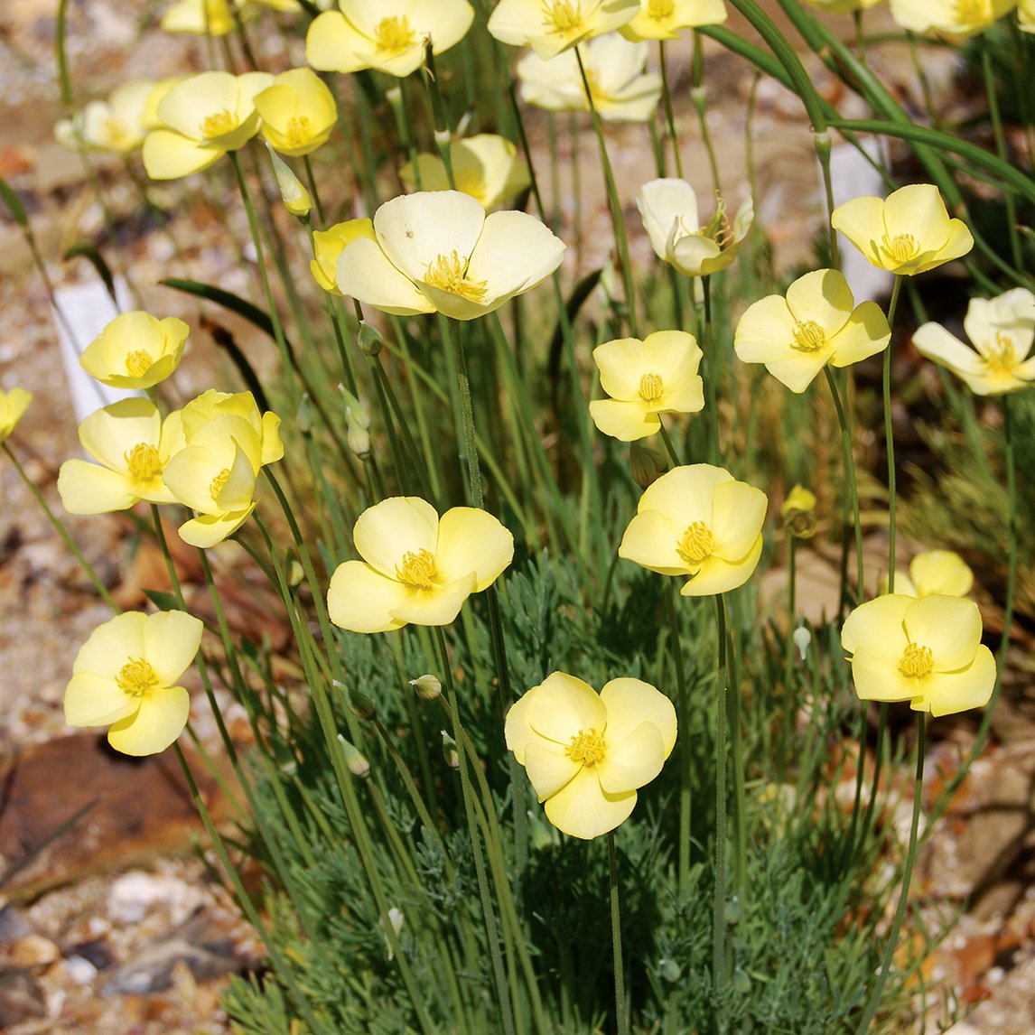 Californian Poppy 'Sundew'