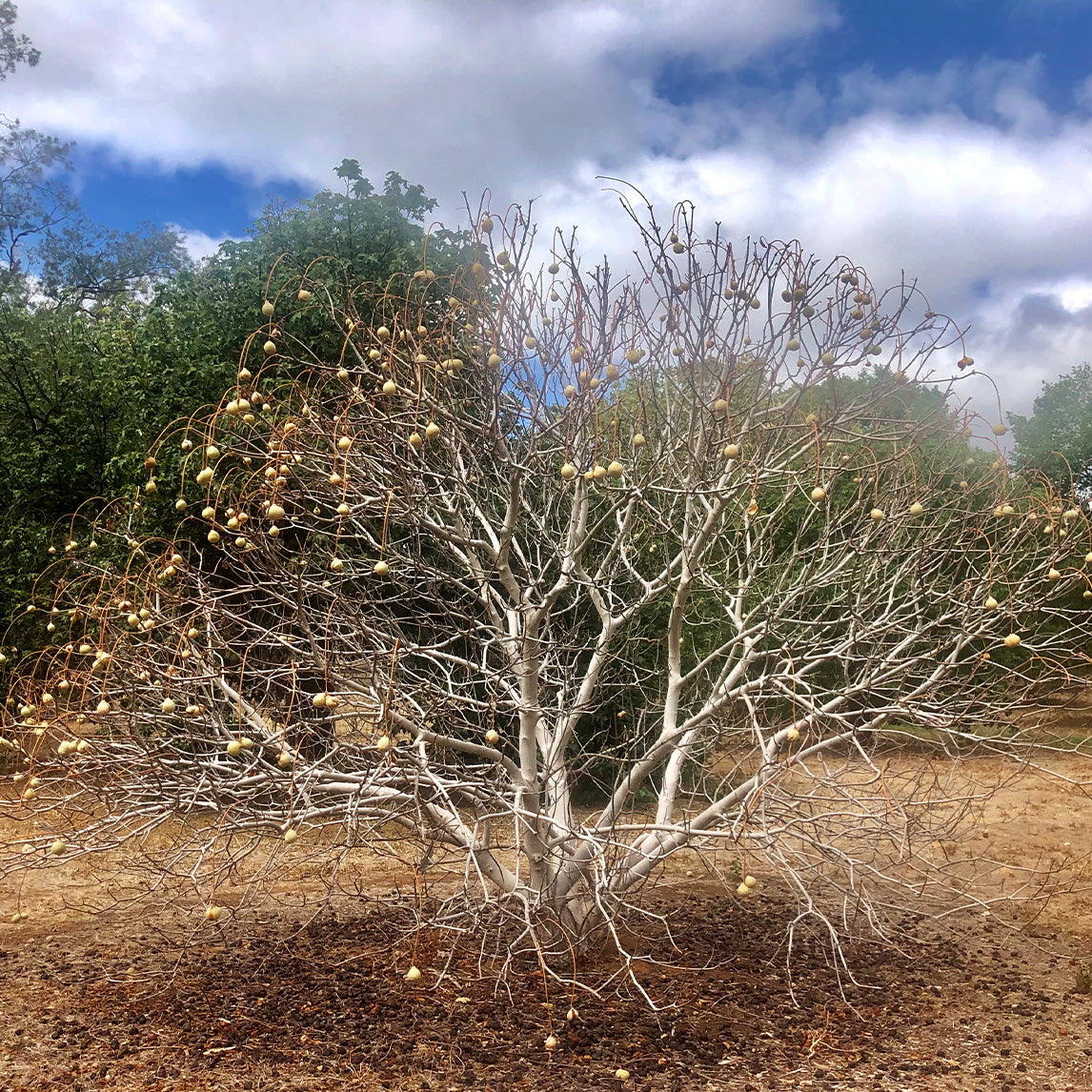 Californian Buckeye