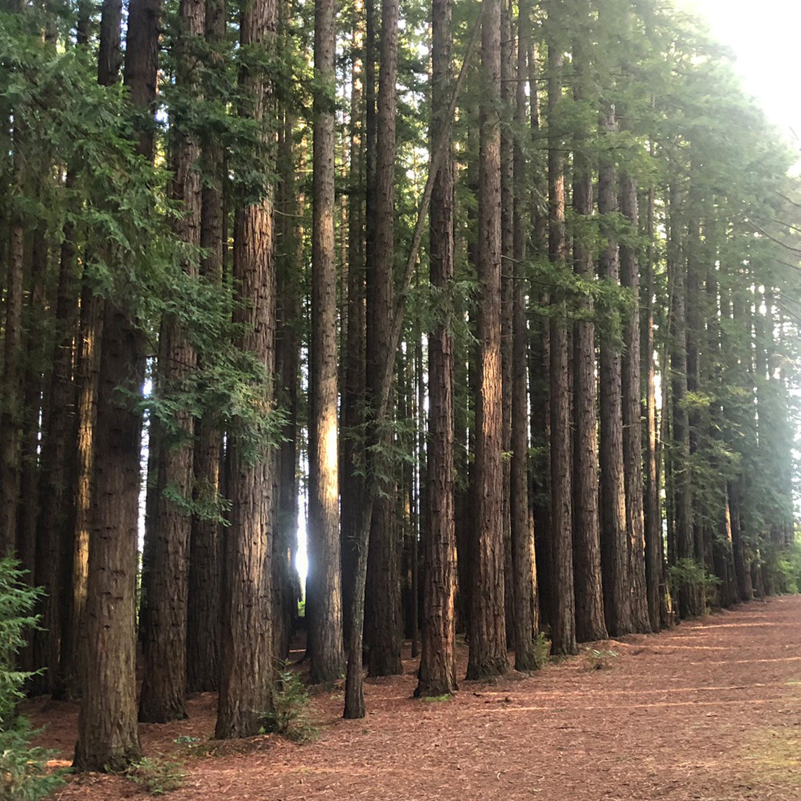 Californian Redwood Mini-Forest