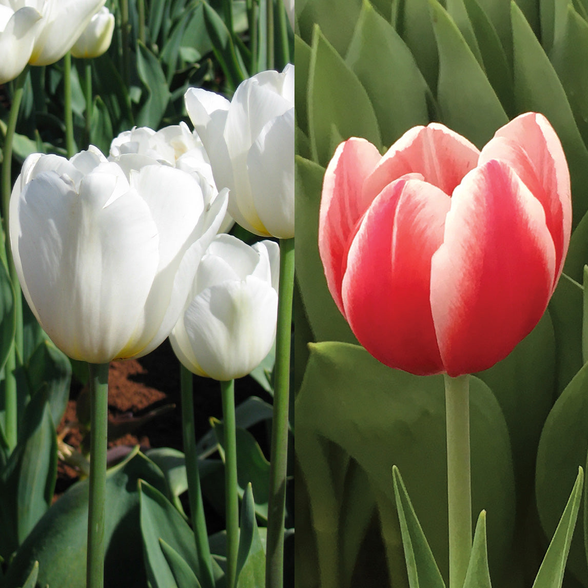 Candy Cane Triumph Tulip Collection (20 Bulbs)