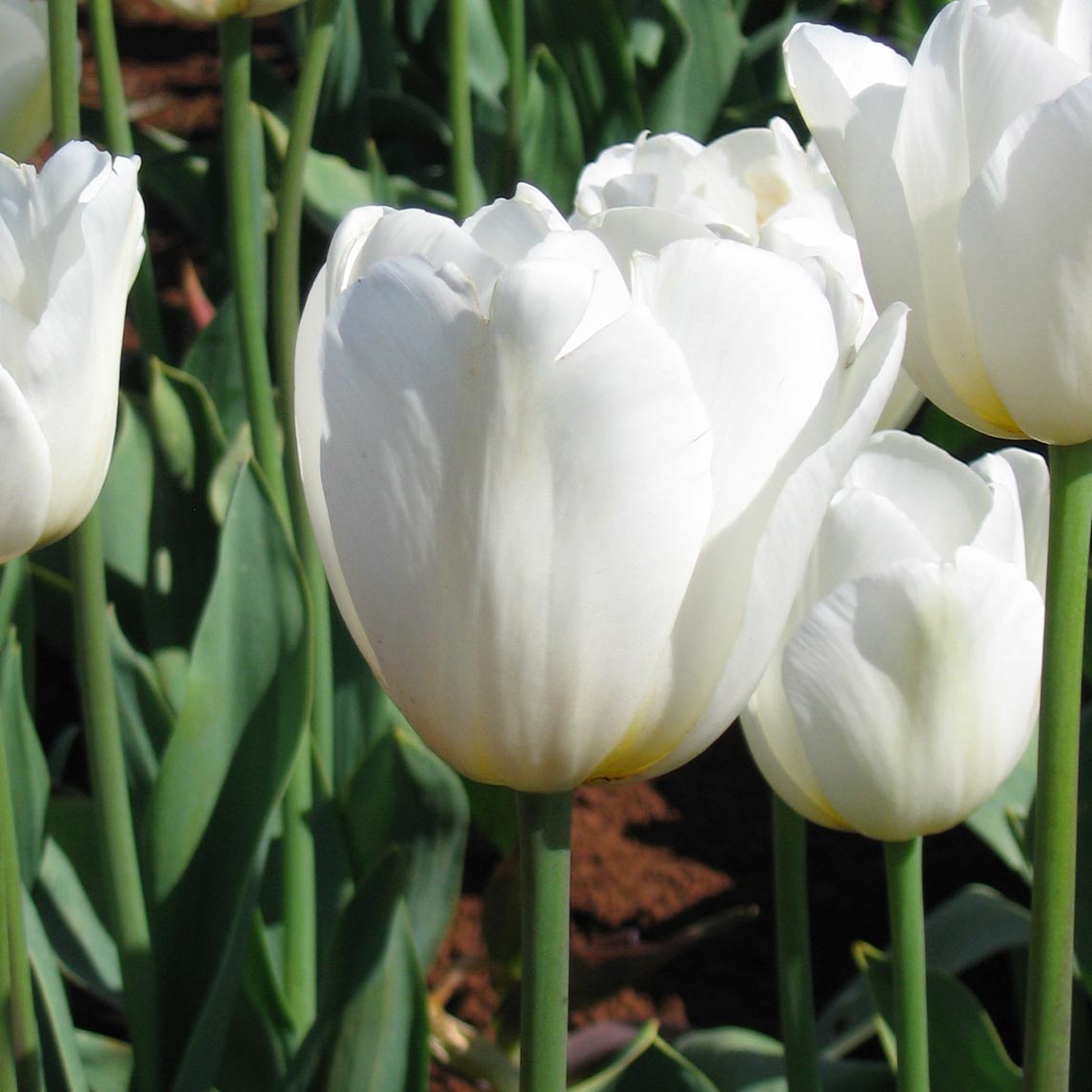 Candy Cane Triumph Tulip Collection (20 Bulbs)