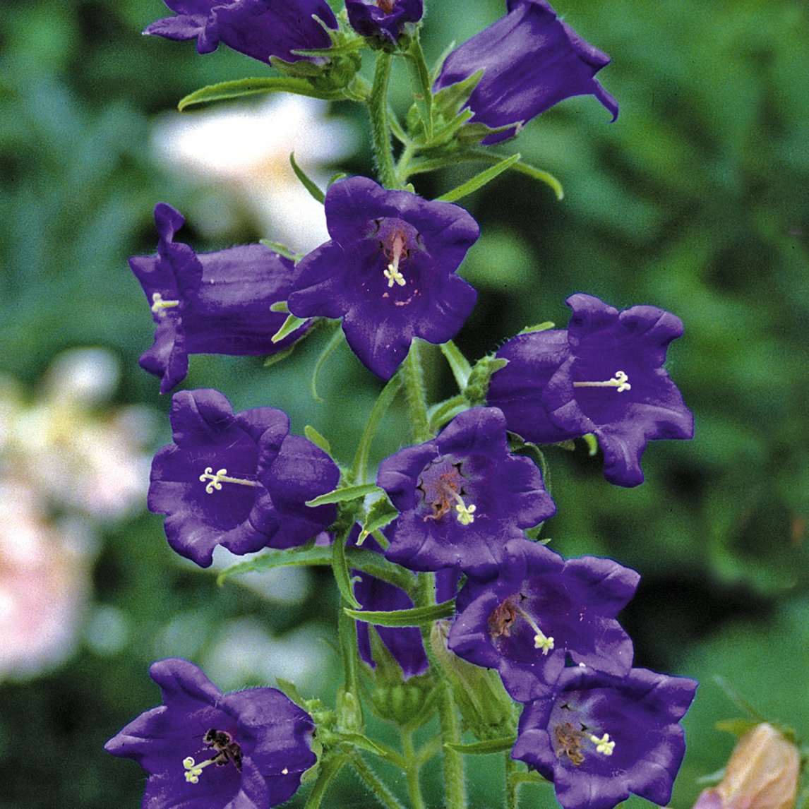 Canterbury Bells 'Blue'