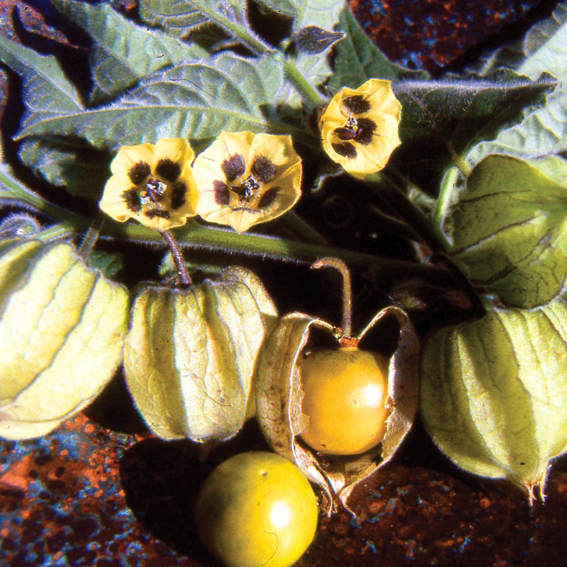 Cape Gooseberry