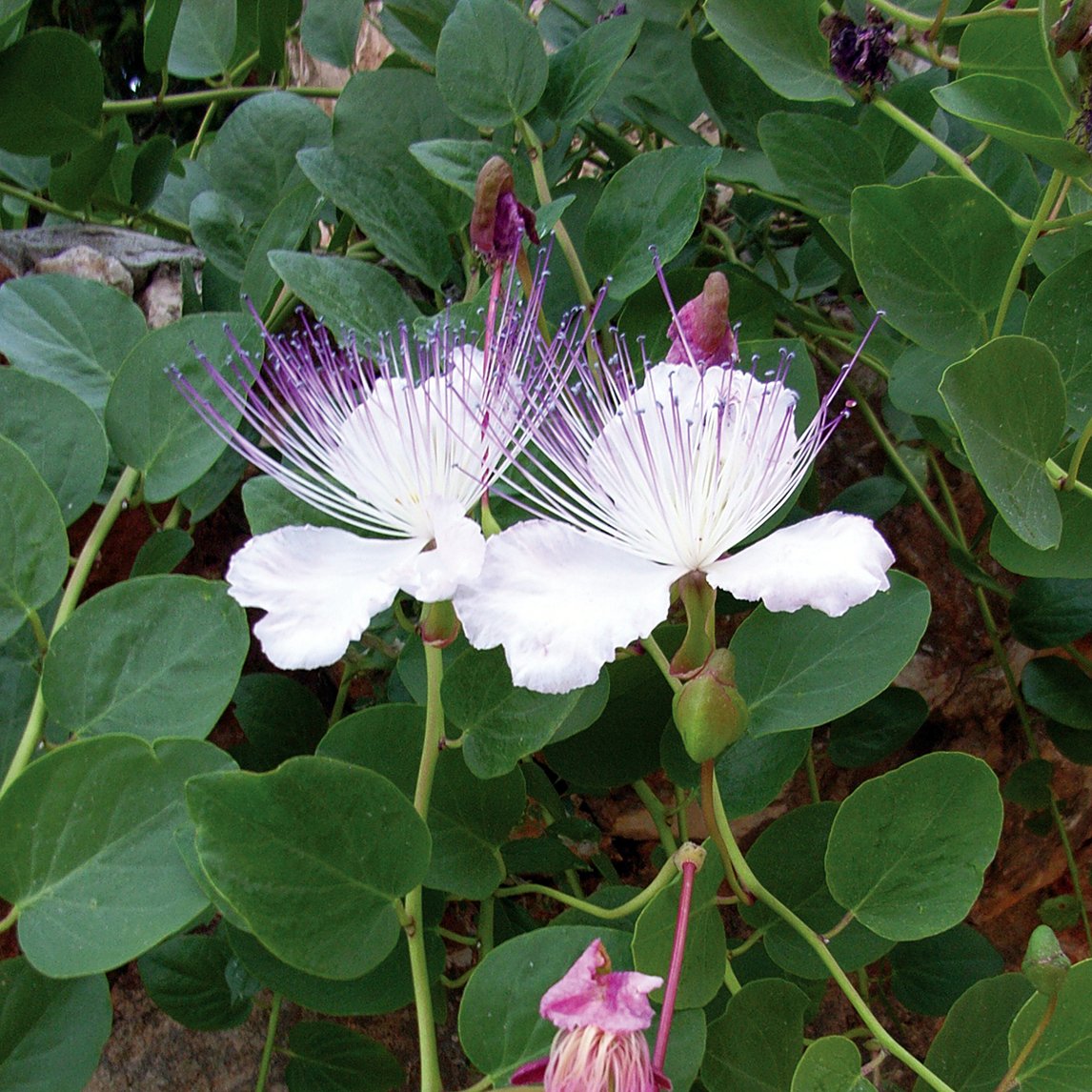 Caper Bush Caper Bush Caper Bush Friends School Plant Sale caper-bush-caper-bush-caper-bush-friends-school-plant-sale