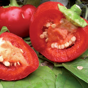 Capsicum 'Alma Paprika' Organic