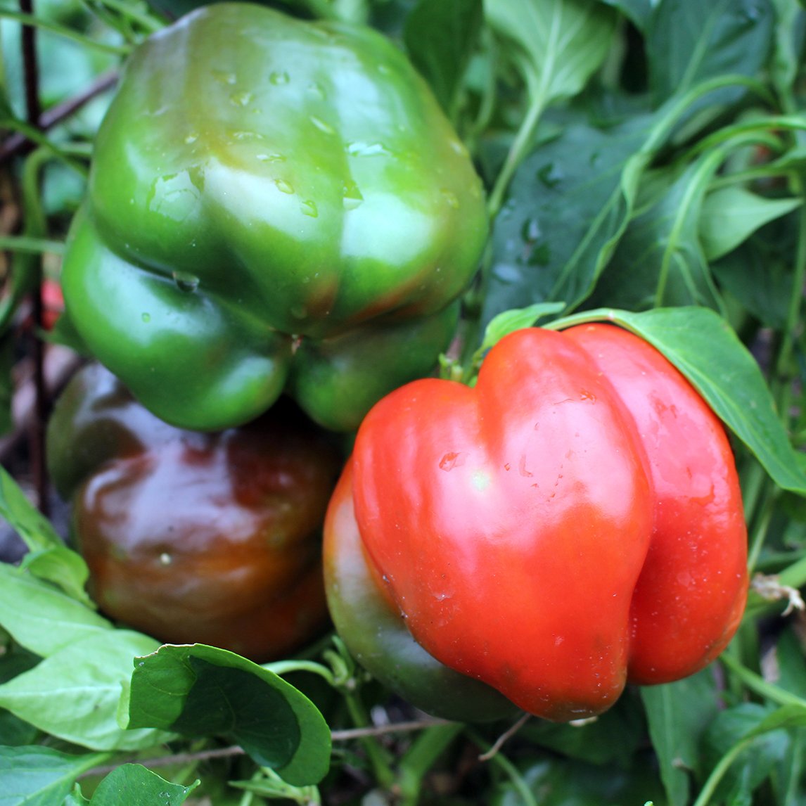 Capsicum 'California Wonder'