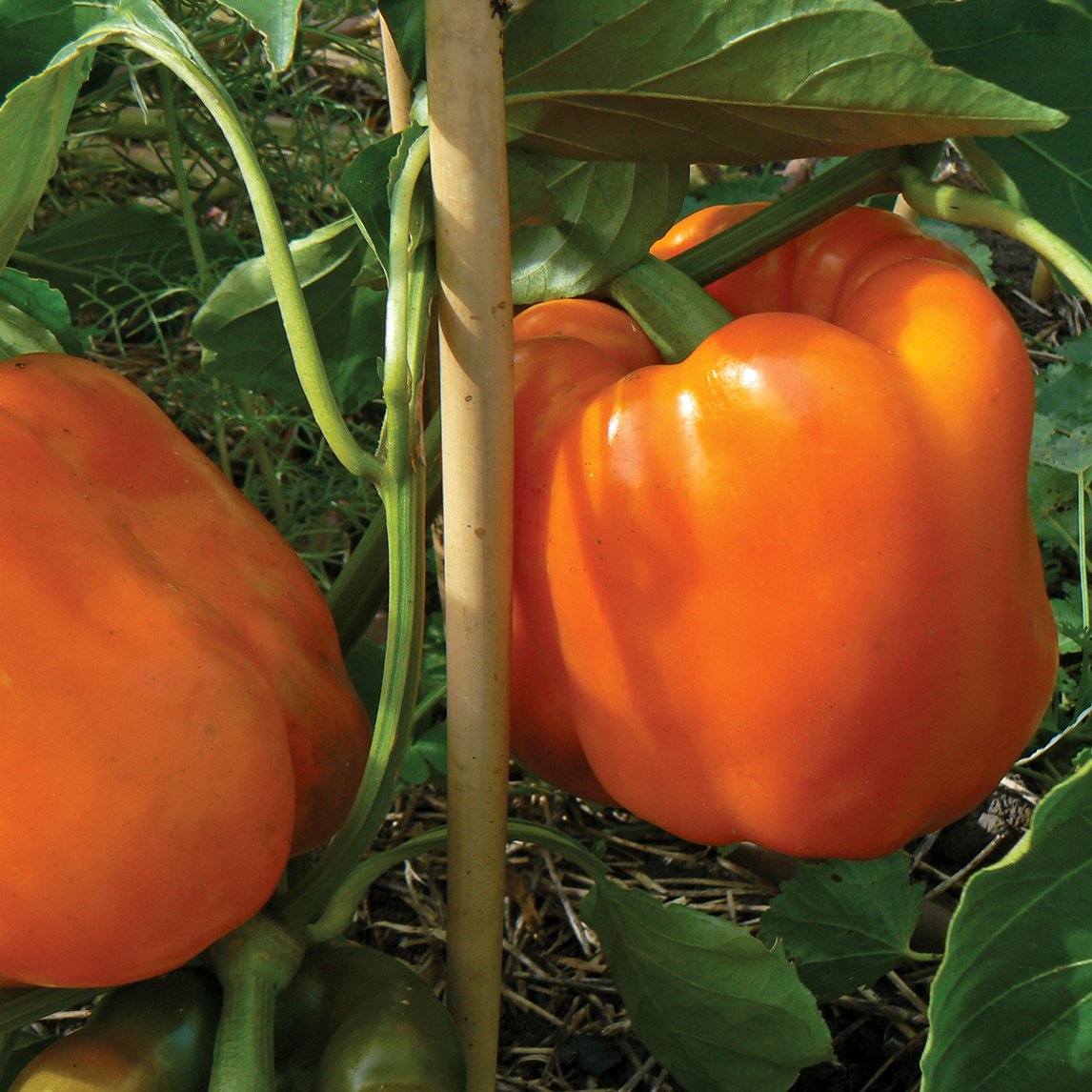 Capsicum &#39;Gilboa Orange&#39;