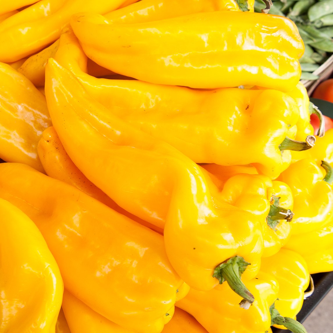 Capsicum &#39;Golden Marconi&#39;