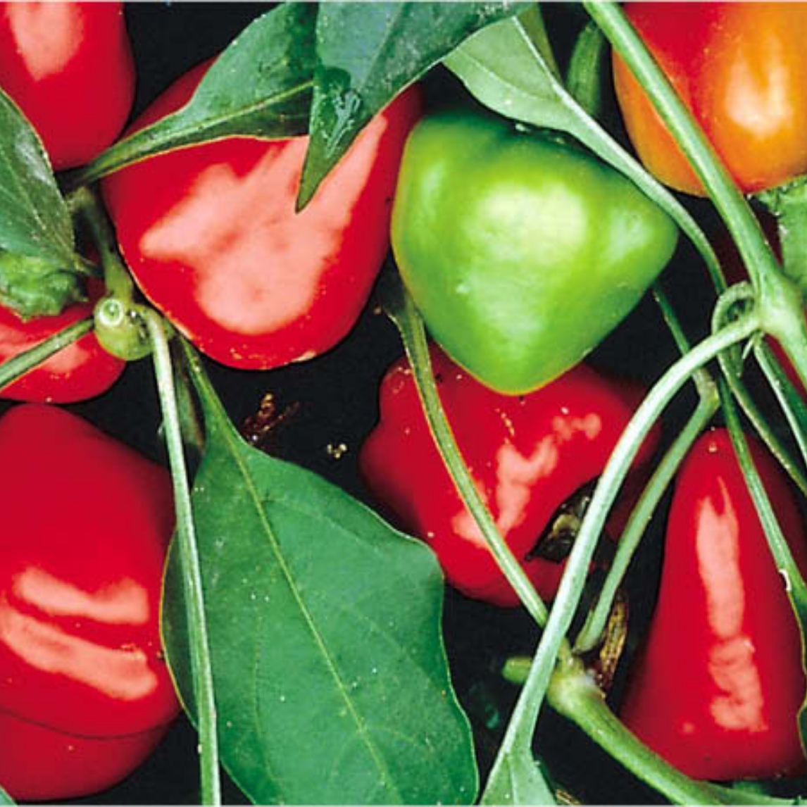 Capsicum Mini Traffic Light Mix