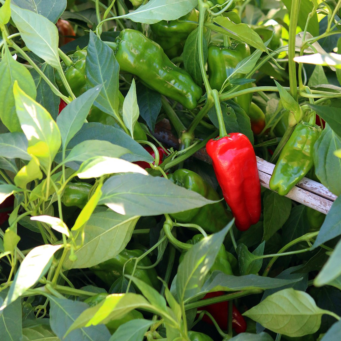 Chilli &#39;Padron&#39;