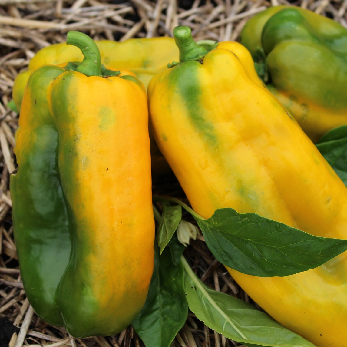 Capsicum &#39;Quadrato D&#39;Asti Giallo&#39; (Organic)