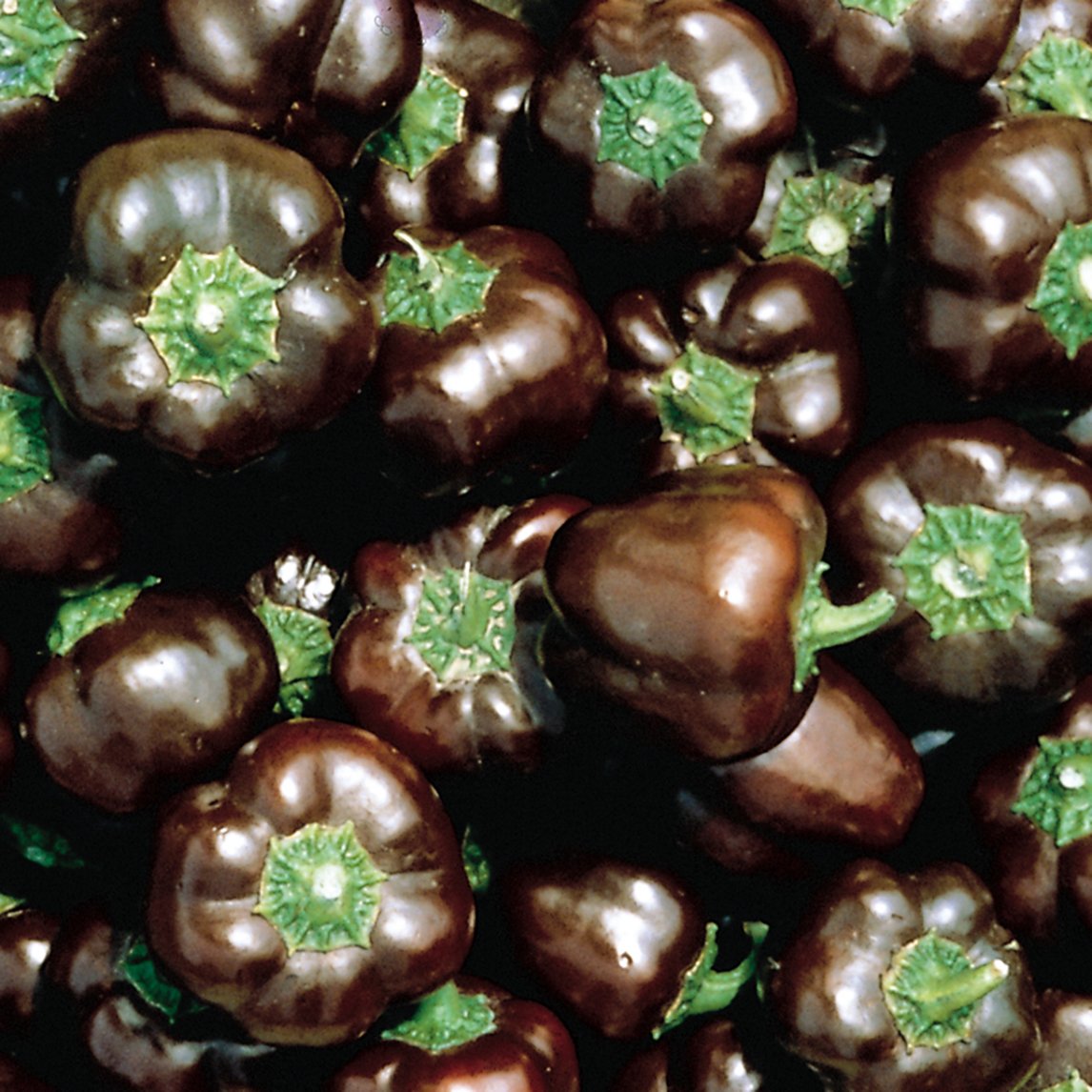 Capsicum &#39;Sweet Chocolate&#39; (Organic)