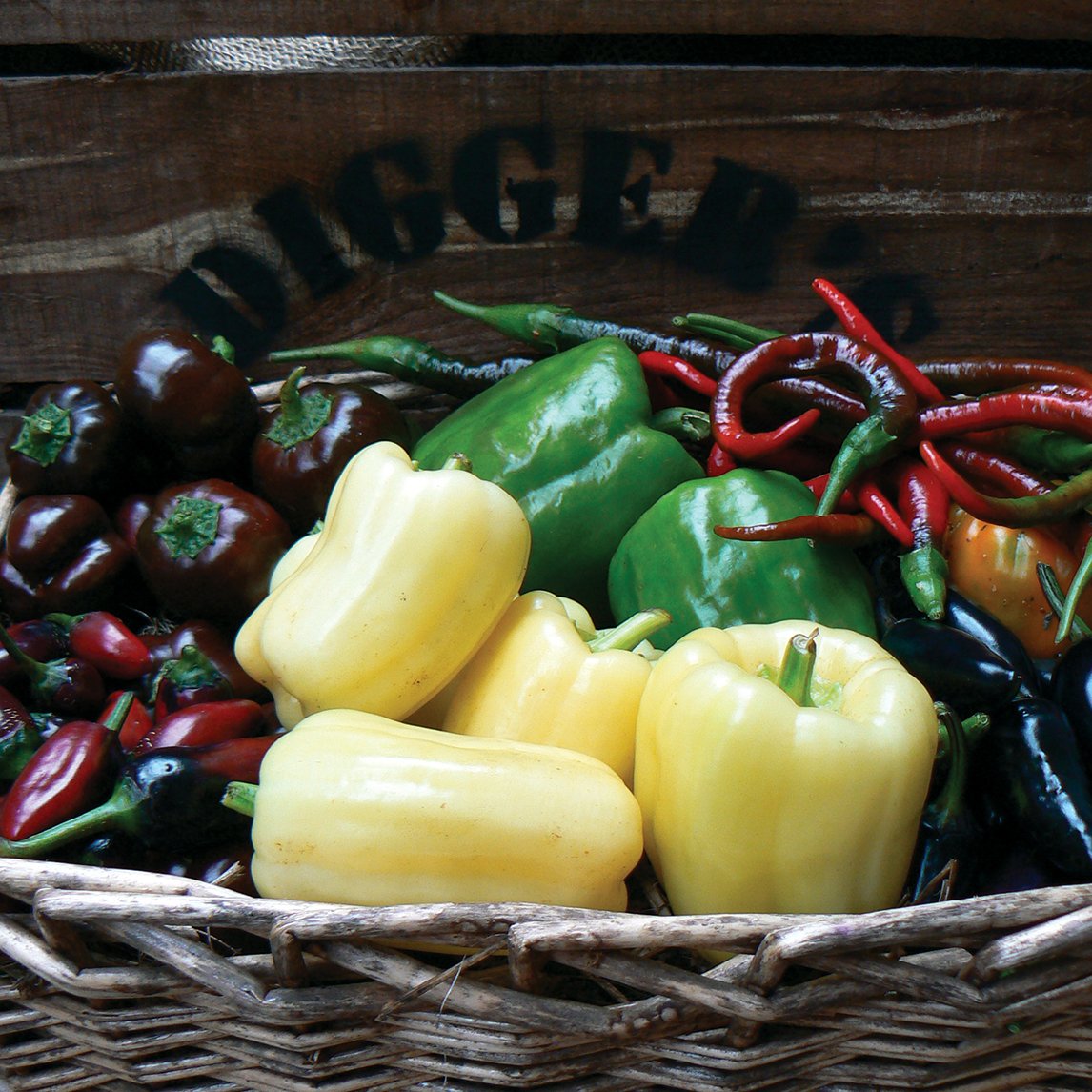 Capsicum 'Diamond'