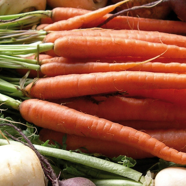 Carrot 'Baby' The Diggers Club