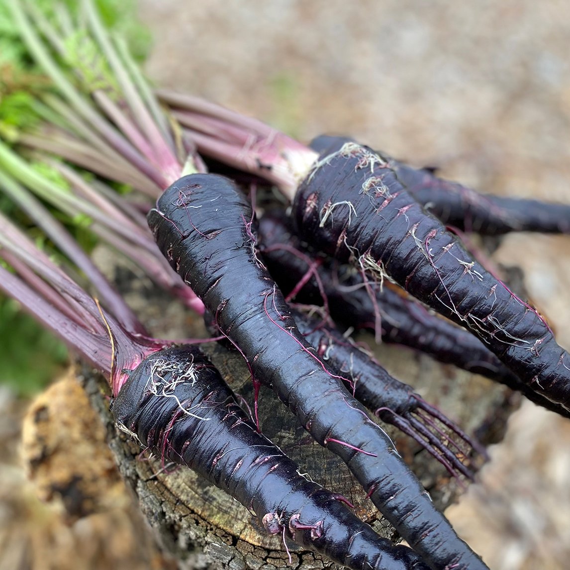 Carrot 'Black Nebula'