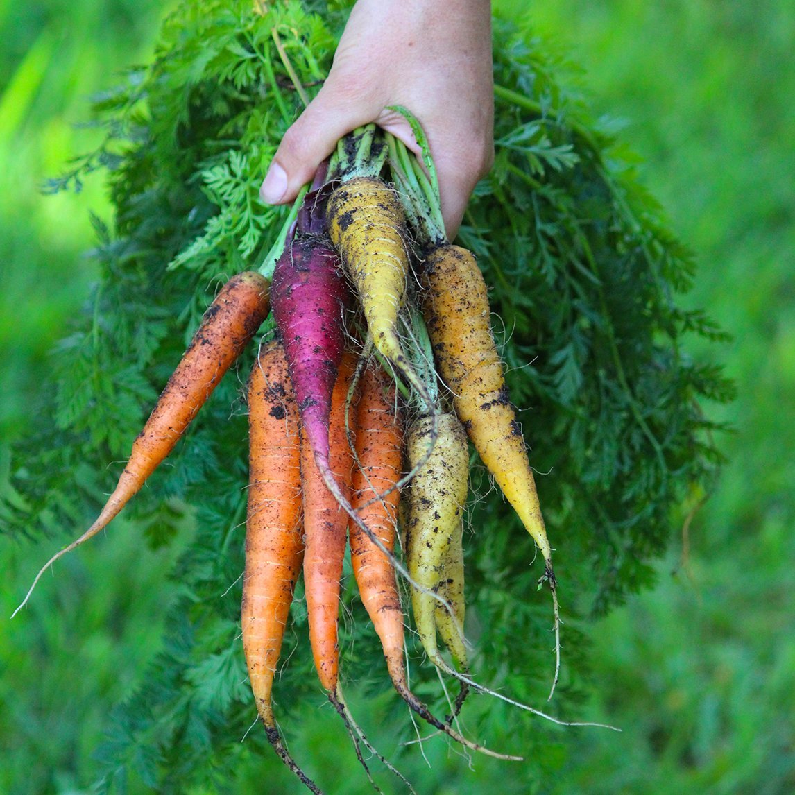 Carrot Heirloom Mix (10 Grams)