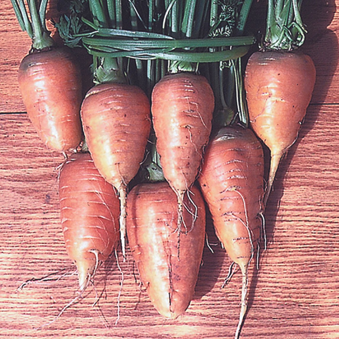 Carrot 'Oxheart'