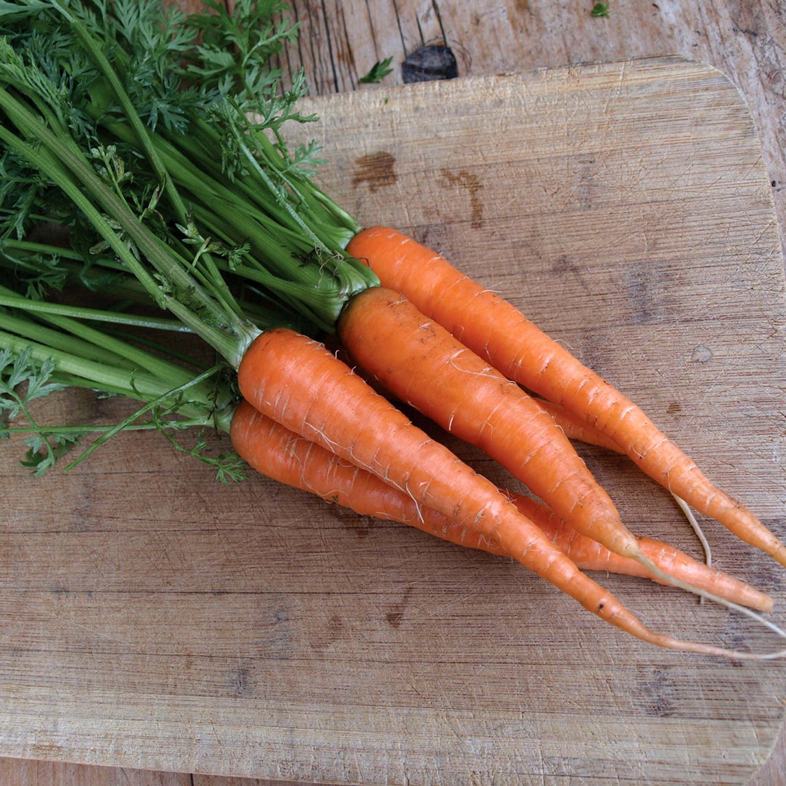 Carrot &#39;St Valery&#39;