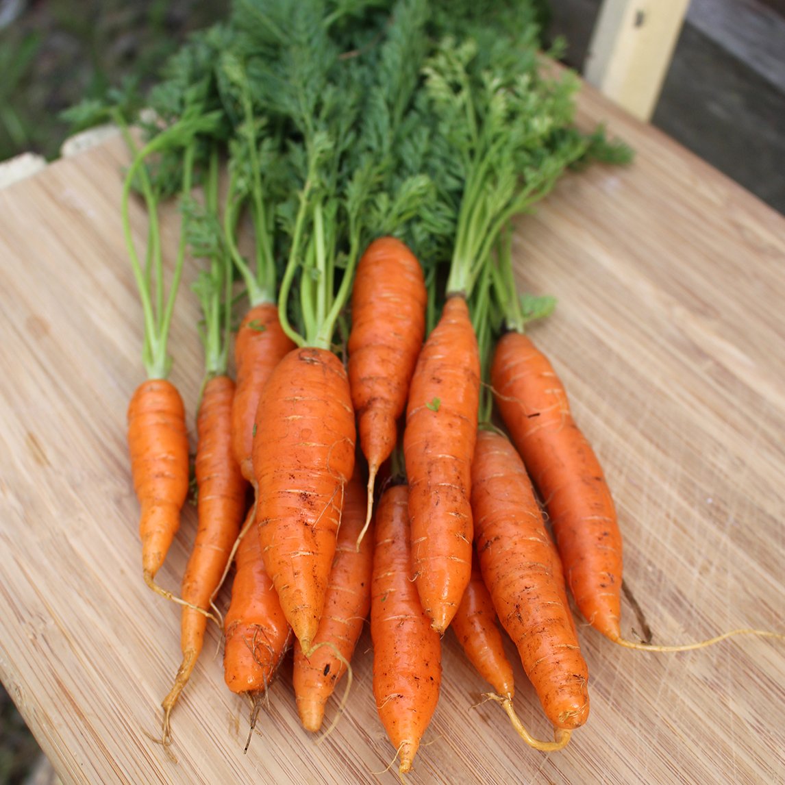 Carrot 'Western Red' Organic