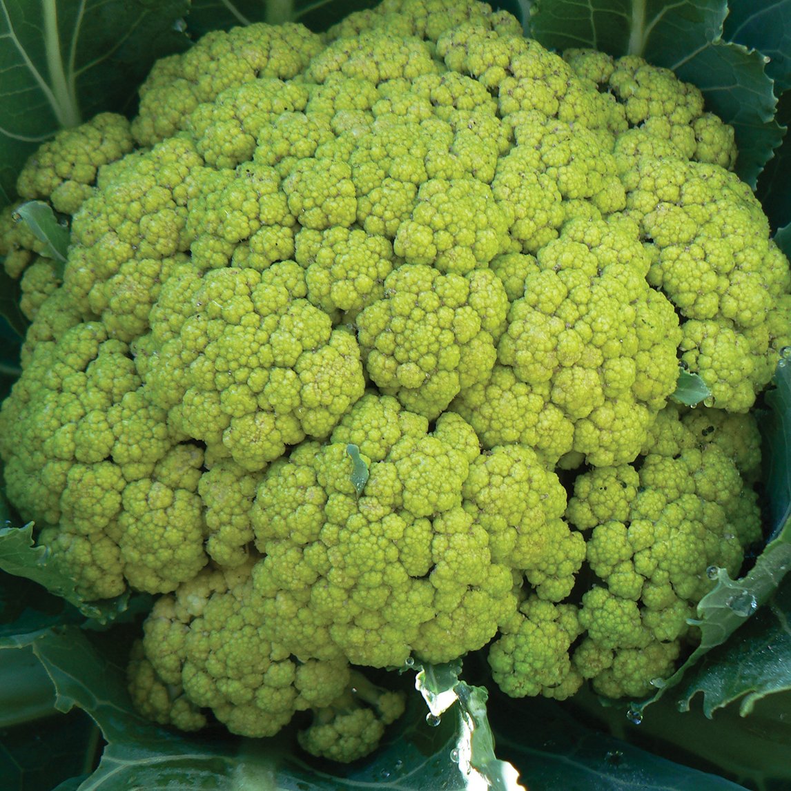 Cauliflower &#39;Green Macerata&#39;