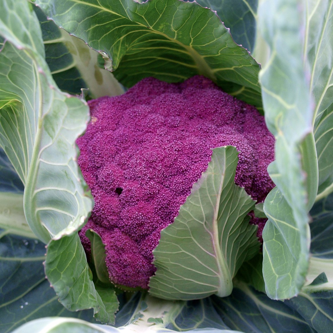 Cauliflower &#39;Sicily Purple&#39;